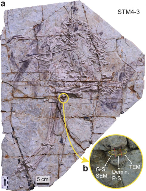 fossil_Caudipteryx