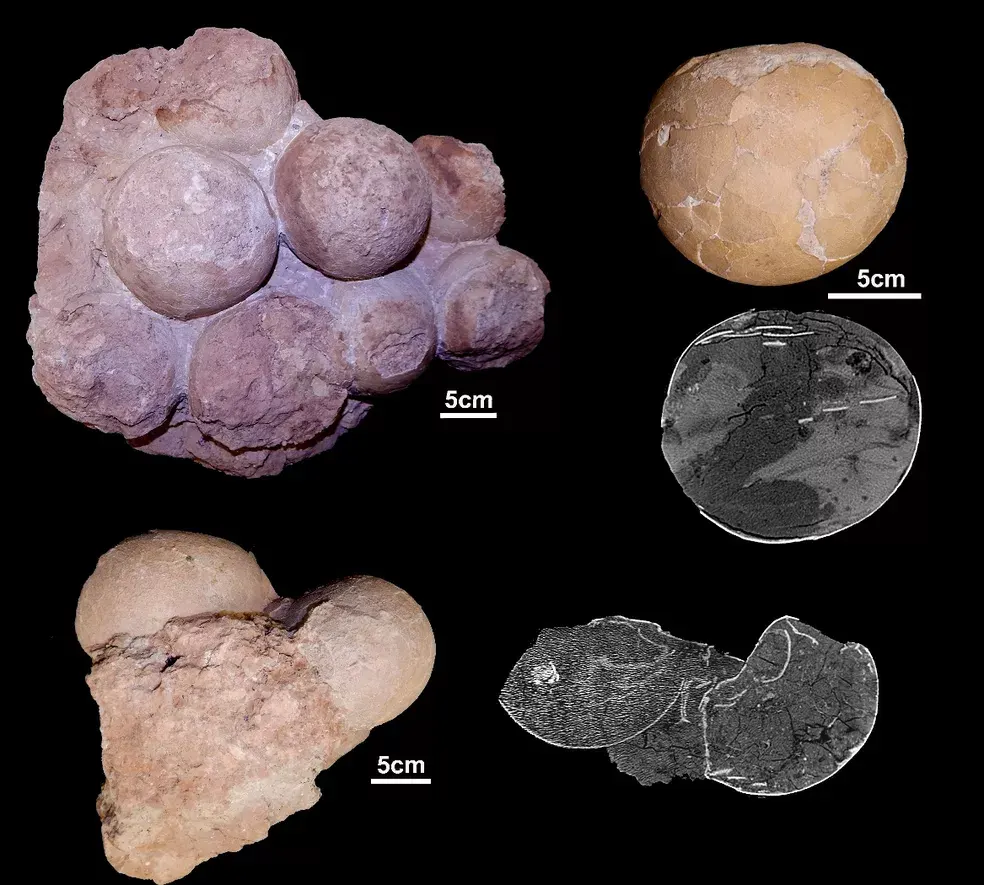 Ovos-Dinossauros-Brasil