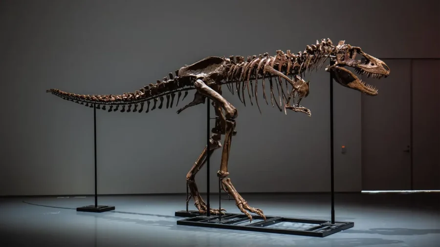 Esqueleto de dinossauro de 76 milhões de anos será leiloado em Nova York