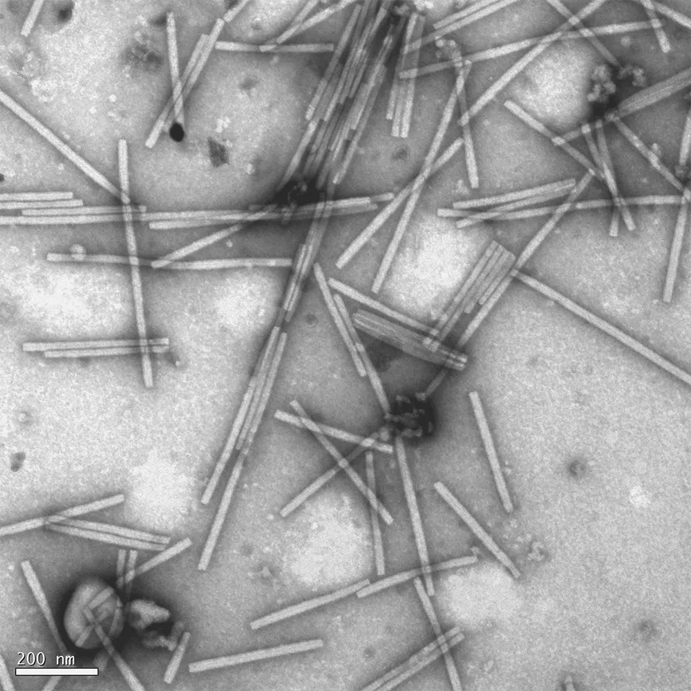 mosaico do tabaco virus