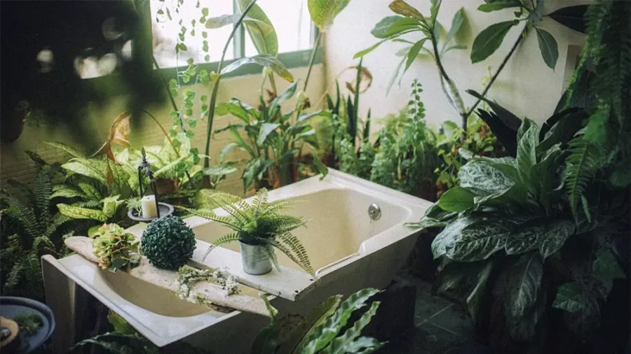 As 18 plantas de interior que a NASA recomenda para purificar o ar da sua casa