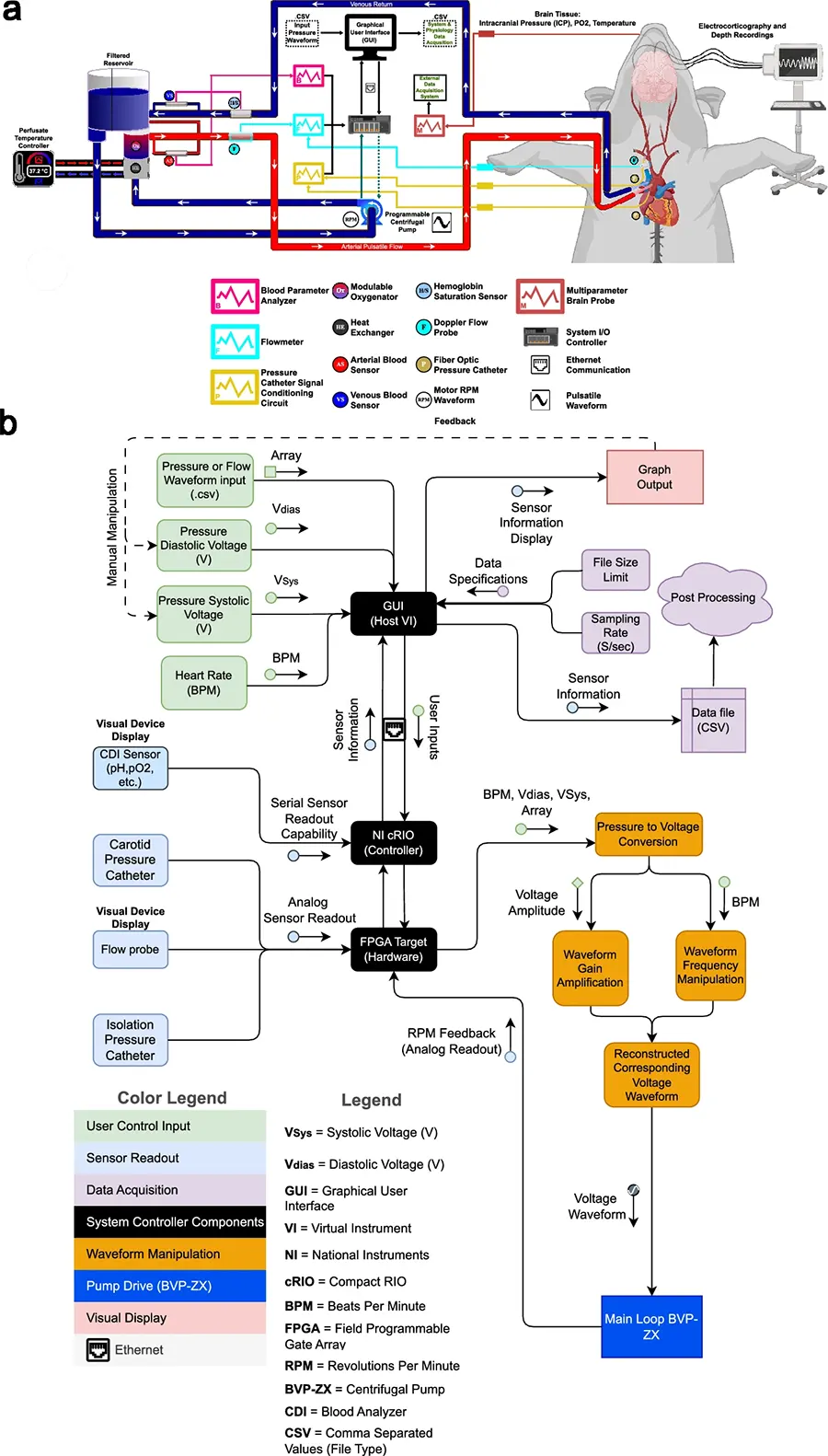 Cerebro porco 5 horas vivo