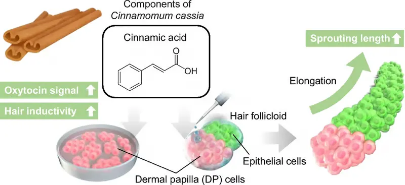 Uso de canela para crescimento de cabelo