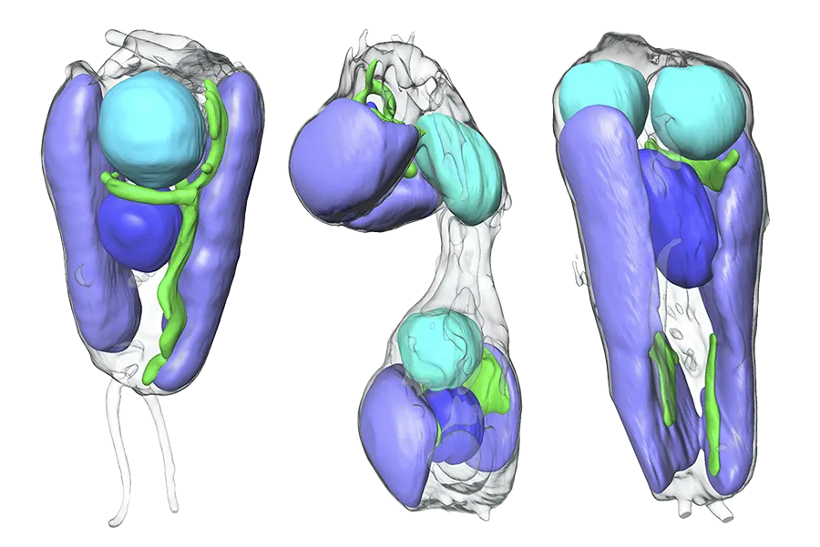 Braarudosphaera bigelowii em diferentes estágios de divisão celular.