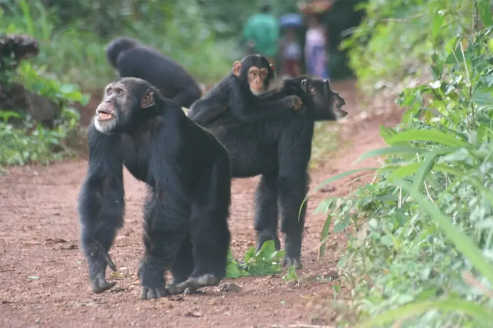 Chimpanzés caminhando por uma estrada feita pelo homem