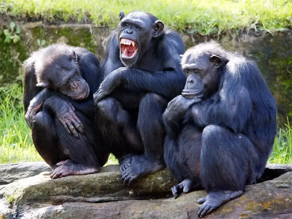 chimpanzé x humanos