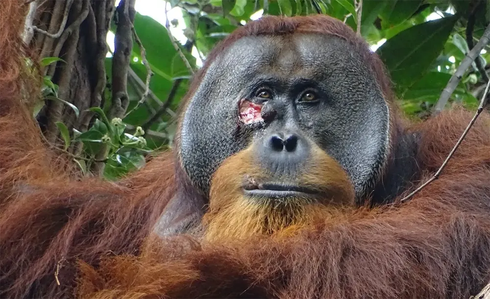 orangotango de Sumatra