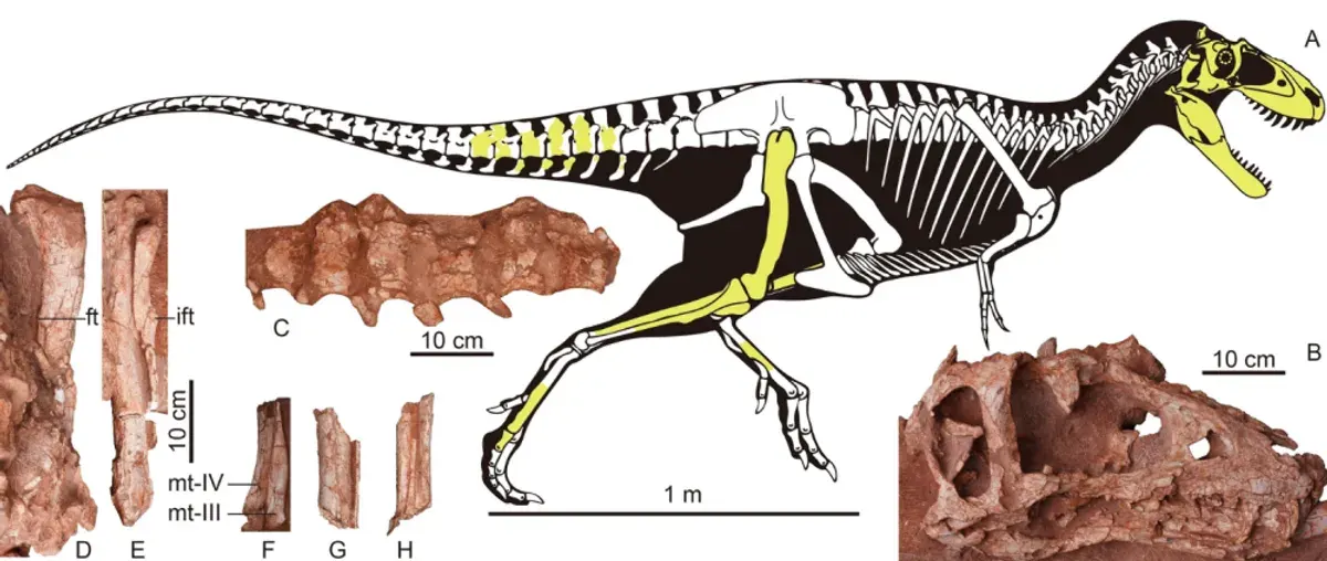 fóssil do Asiatyrannus xui