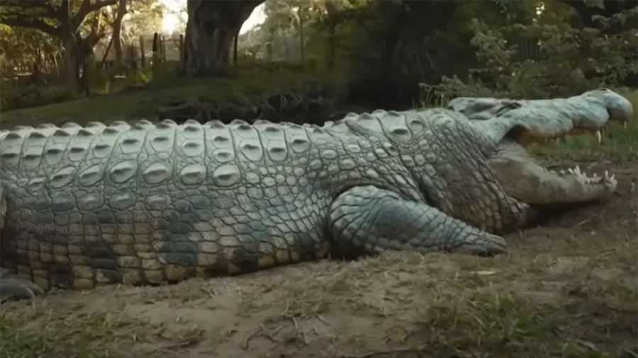 Conheça Henry, o crocodilo mais velho do mundo com 123 anos!