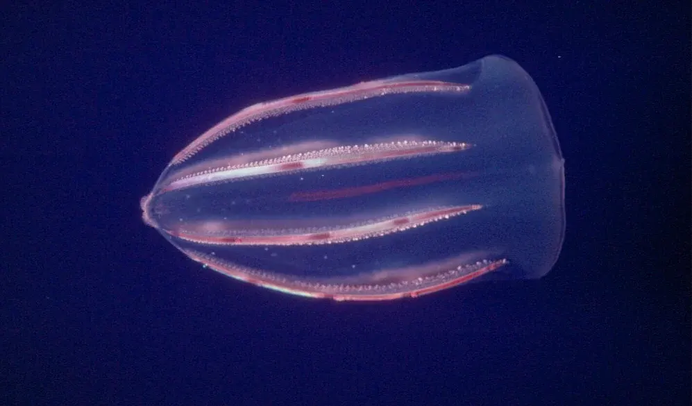 Comb jellies