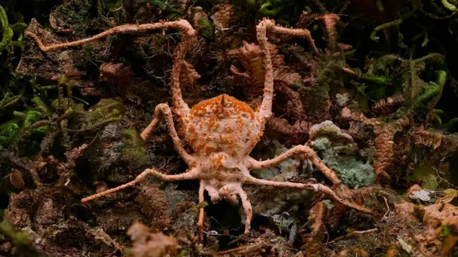 Novo ‘fungo zumbi’ infecta e controla aranhas que vive em cavernas