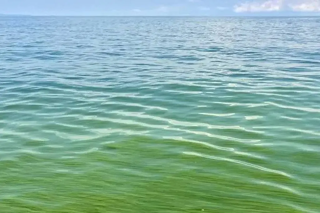 Lago vitória ficando verde