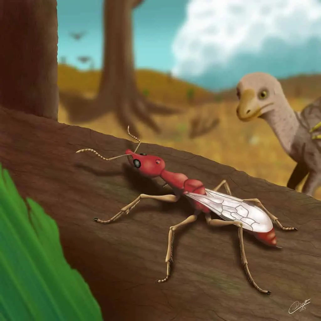 Vulcanidris cratensis