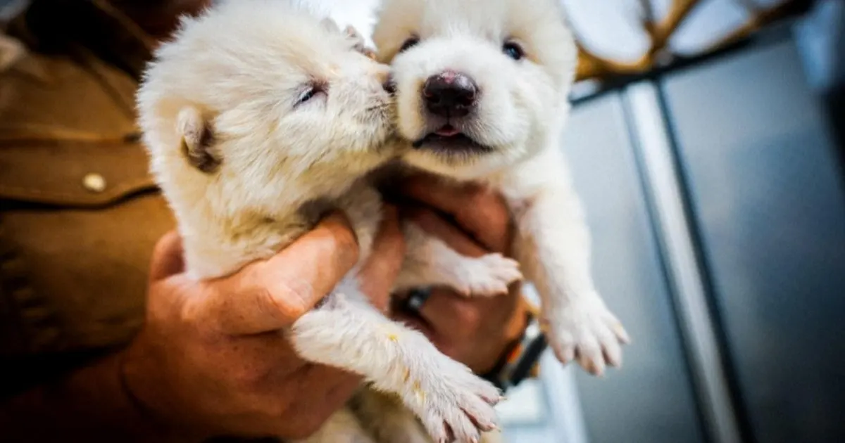 filhotes de lobos terrível