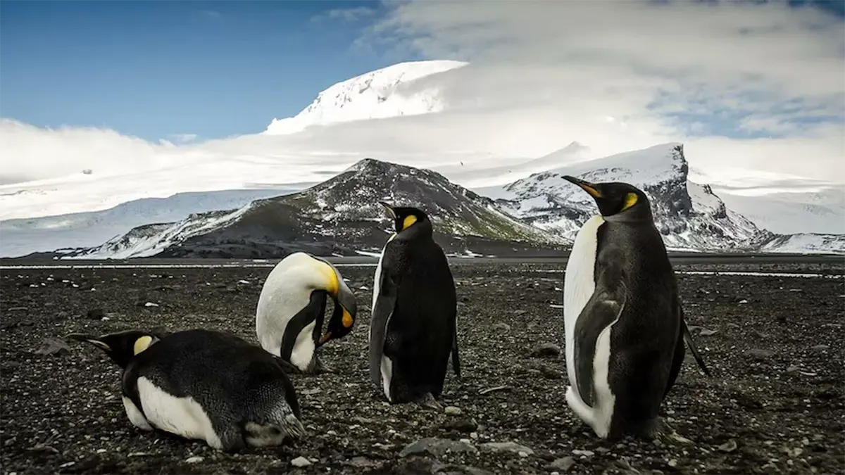 pinguins Ilhas Heard