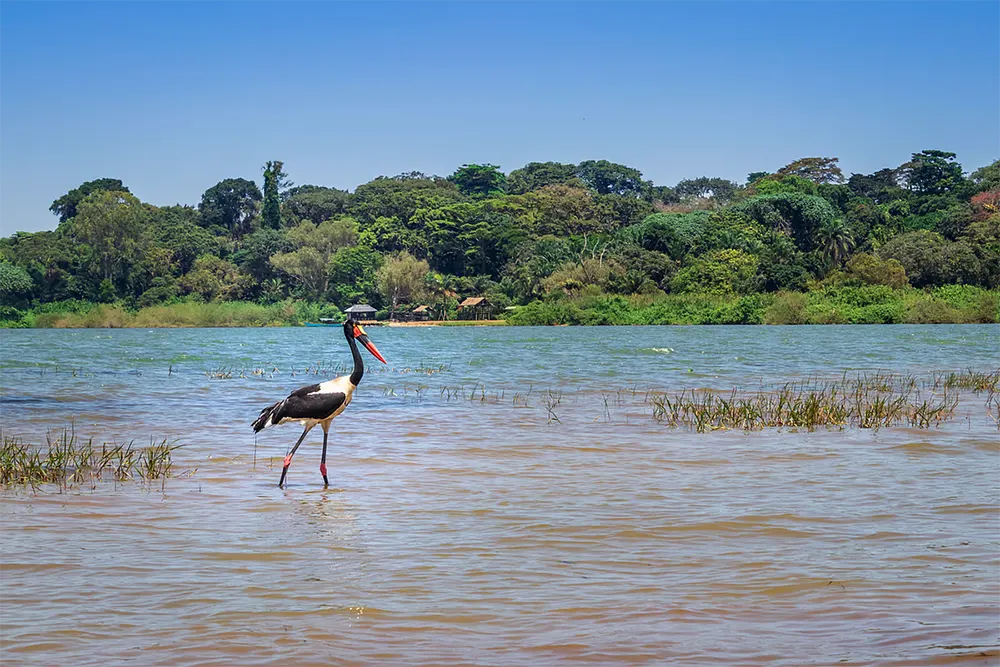 vida animal no lago vitoria - africa