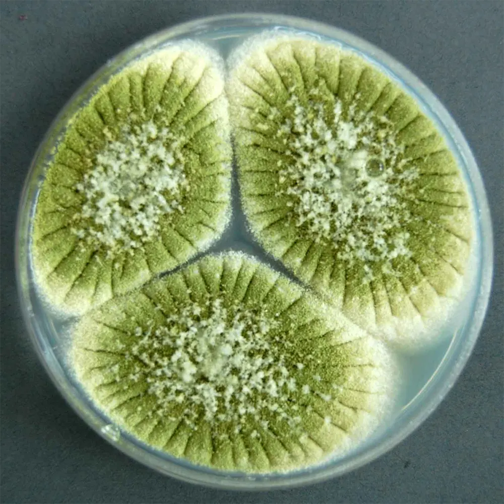 Aspergillus flavus
