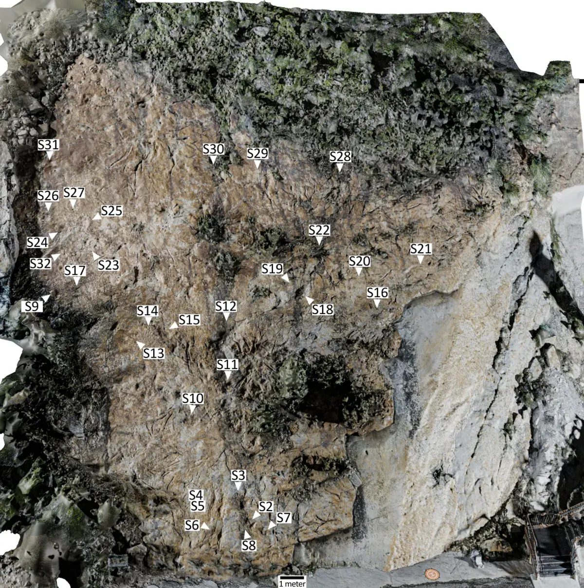 Marcas no solo fossilizadas