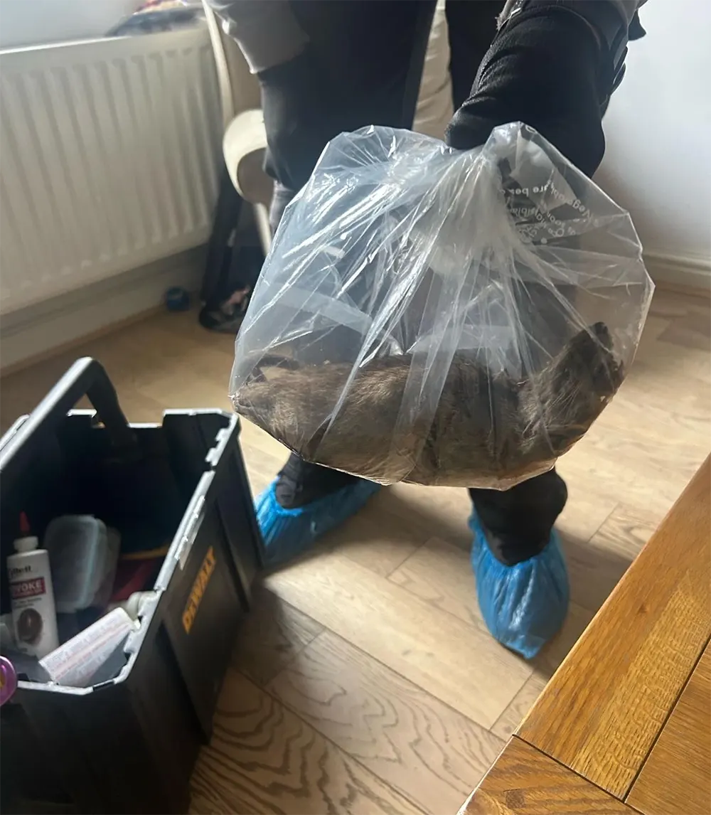 ratazana na inglaterra