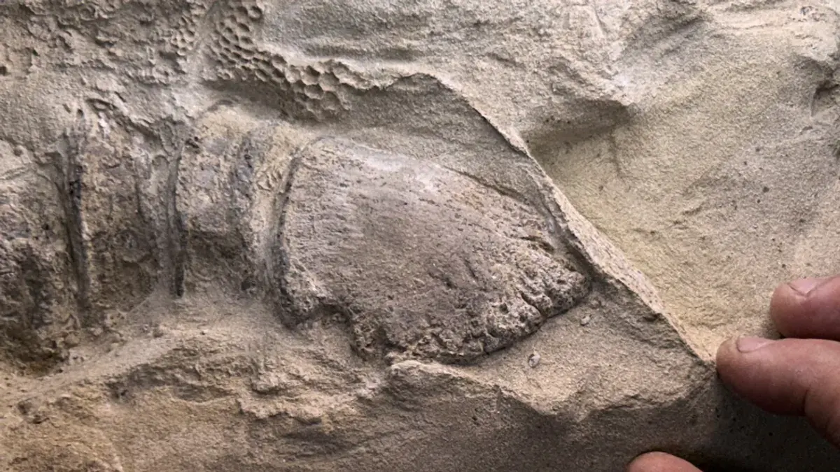 dinossauro com cascos