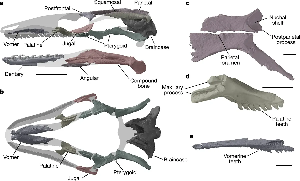 fóssil Breugnathair elgolensis