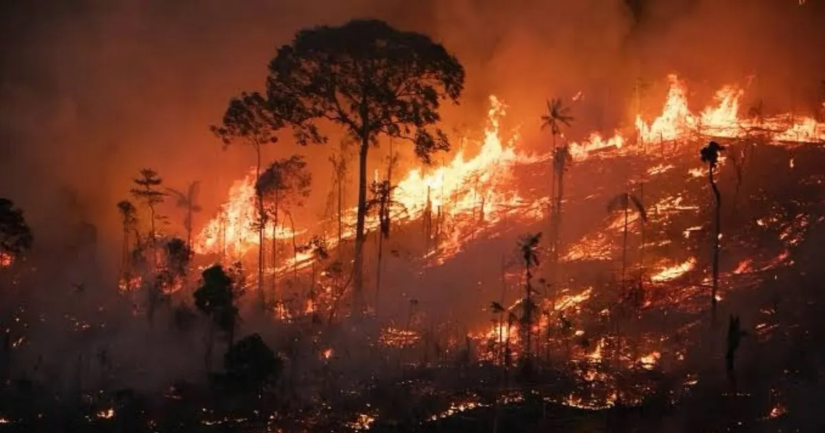 incêndios florestais