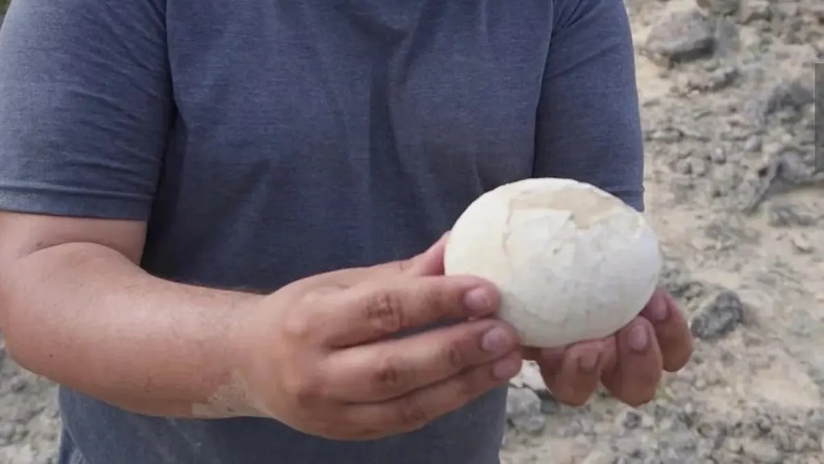 ovo de dinossauro fossilizado