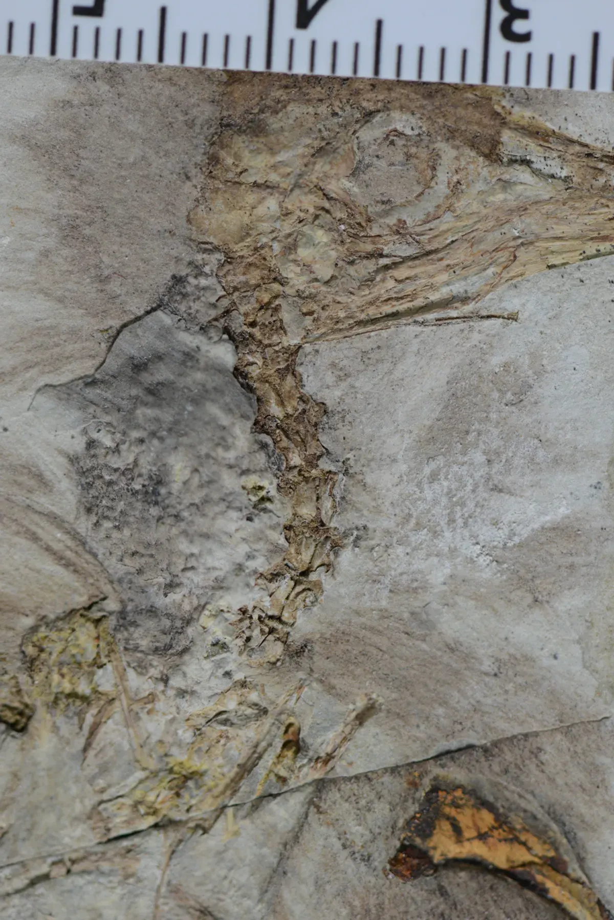 fóssil do Chromeornis funkyi