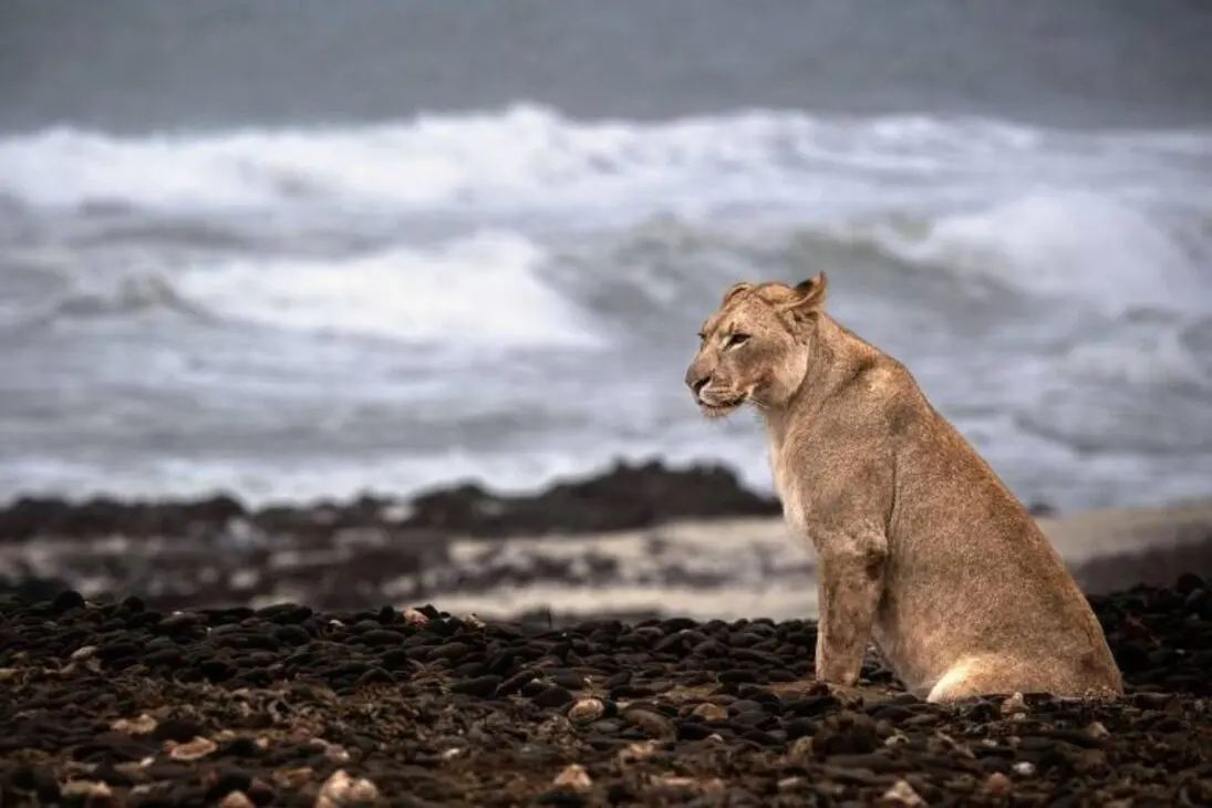 leões africanos na costa dos Esqueletos