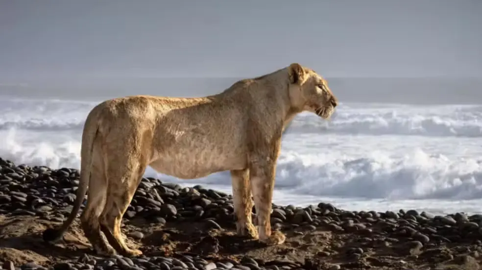 leões caçando na costa da namíbia