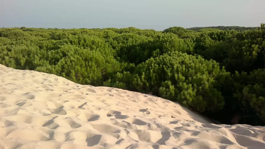 China recupera áreas desérticas e transforma mais de 6.000 km² em corredores verdes