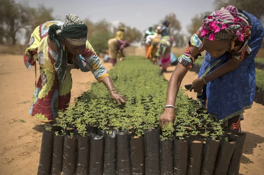 plantio de mudas na grande muralha verde da áfrica