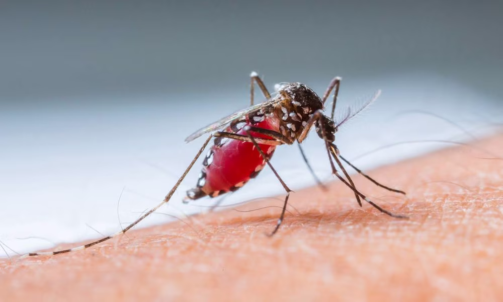mosquito-picando